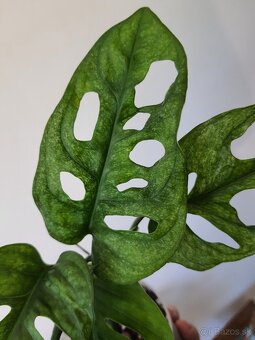 Monstera adansonii mint - 2