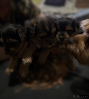 Yorkshire terrier - 2