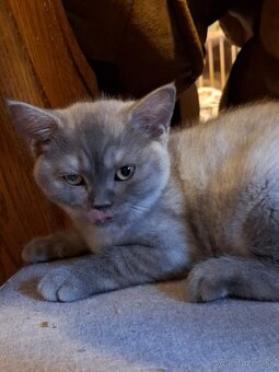 Britská krátkosrstá škótska fold - 2