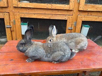 Predám krížené králiky mäsových plemien - 2