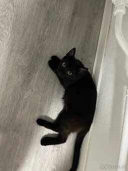 Darujem mačičku - 2