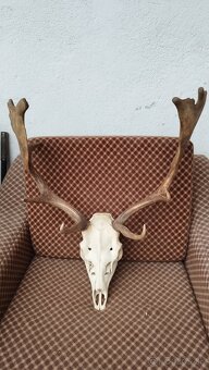 Predám trofej Daniela parožie zhody trofeje. - 2