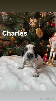 Anglický kokeršpaniel – šteniatka s PP - 2