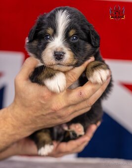 Miniaturní americký ovčák - 2