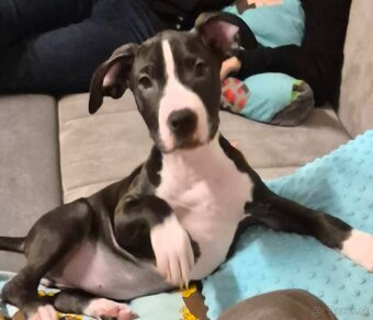 Americký Staford - 2