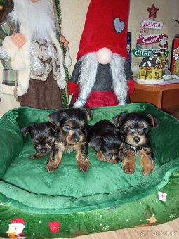 Yorkshirsky terier - 2