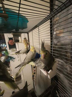 Korela chocholata straka - 2