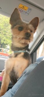 Yorkshire teriér  na krytie - 2