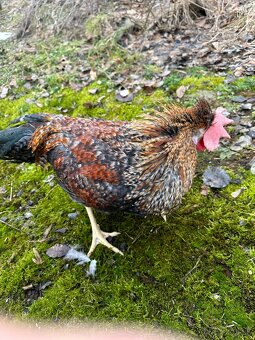 Greenshell kohút - 2