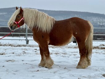 Švédsky Ardén - plemenný žrebec - 2