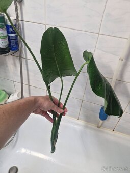 Monstera adans albo - 2