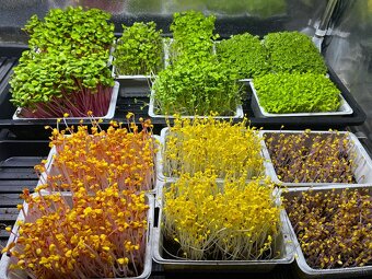 Microgreens TRNAVA a okolie , DOPRAVA ZDARMA - 2