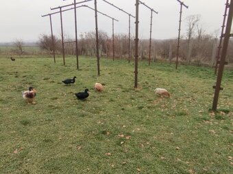 Saske kačice,kajugy,kohúty jarabičej. - 2