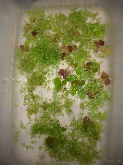 Krevety Crystal Red (Caridina cf. cantonensis) 1,80€ - 2