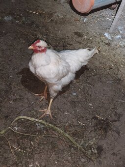 Araucana kohút - 2