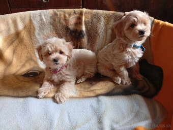 Maltipoo - inzerát platný do zmazania - 2