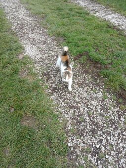 Darujem mačiatko - 2