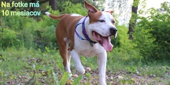 Pes na krytie s PP Americký stafordšírsky teriér - 2