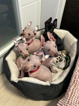 Peruánsky naháč malý - 2