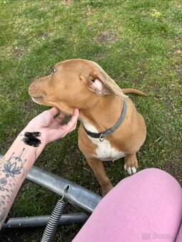 Americký stafordsirsky terier, Stafford, amstaf - 2