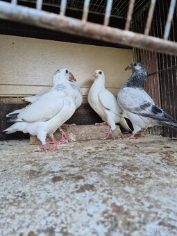 Predám mlade staropolske holuby 8€ ks 0904 164 456 - 2