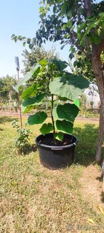 Paulownia Tomentosa - 3 ročná - 2