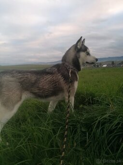 Sibírsky husky - 2