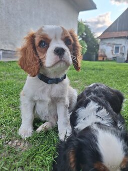 Cavalier king charles spaniel - 2