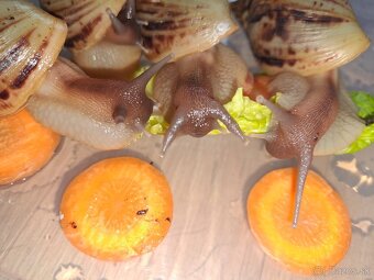 Africký slimák Lissachatina reticulata klasik mladé - 2