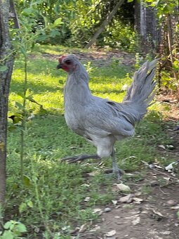 Kohúty Araucana levandulova - 2