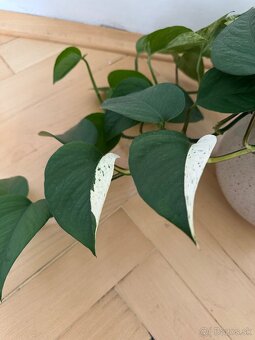 Epipremnum - 2