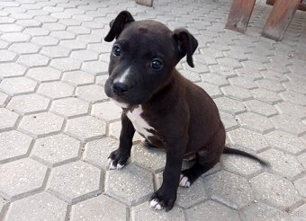 Americký stafordšírský terrier - 2