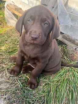 labrador šteniatka - 2