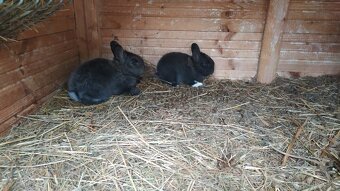 Činčila x sarisky obrovity - 2