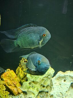 Predam 2pary Herosov - 2