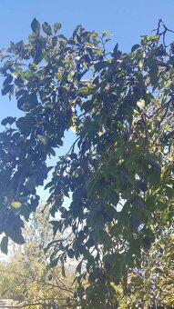 TRADIČNÝ SLIVKOVÝ LEKVÁR 100% Z BYSTRICKÝCH SLIVIEK - 2