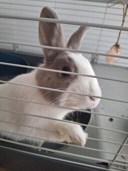 Zakrslý králik - 2