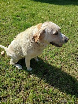Labradorský retriever fenka - 2
