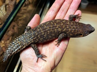 Egernia stokesii - 2