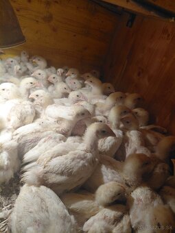 Brojlere ross 308 - 2