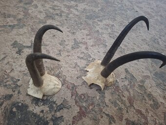 trofej,trofeje, dekorácie - 2