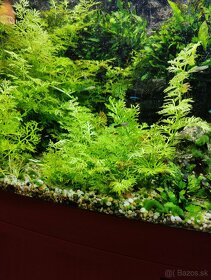 Akvarijne rastliny - 2