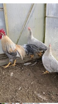 Leghorn, vlaška perlovošedá - 2