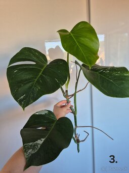 Monstera Albo Variegata 🪴 - 2