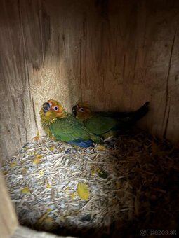 Aratinga Slnečná - 2