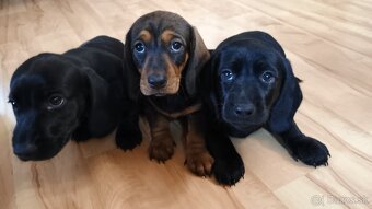 Šteniatka -jazvečik trpasličí - 2