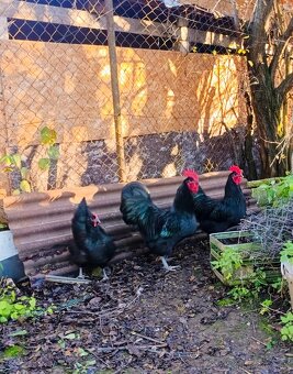 Kohút australorpky veľkej - 2