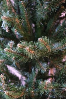 PREDÁM vianočný stromček - 2