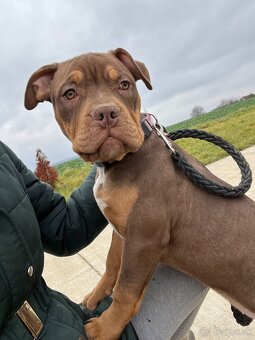 American Bully XL - 2