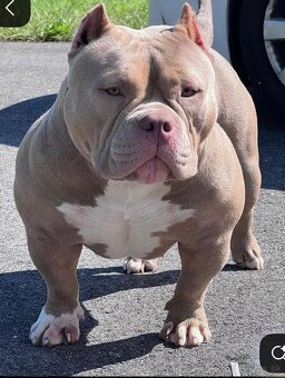 Kúpim American Bully Pocket - 2